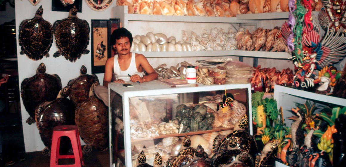 Rampant Illegal Turtle Trade in Southeast Asia WWF