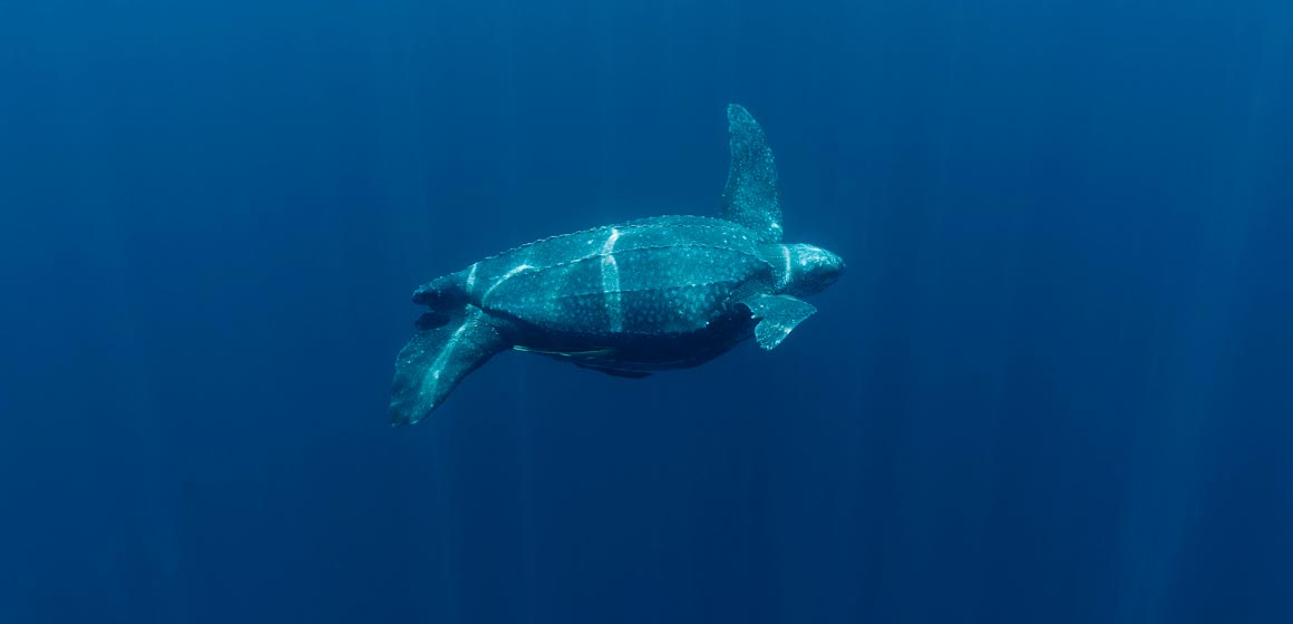New Turtle Havens in Colombia - WWF