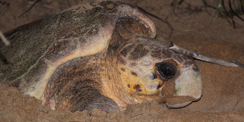 Nesting loggerhead (© Tomo Eguchi / WWF-Aus)