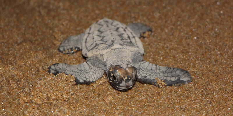 A loggerhead turtle hatchling  (© Christine Hof / WWF-Aus)