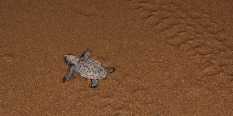 A loggerhead turtle hatchling heads for the water (© Christine Hof / WWF-Aus)