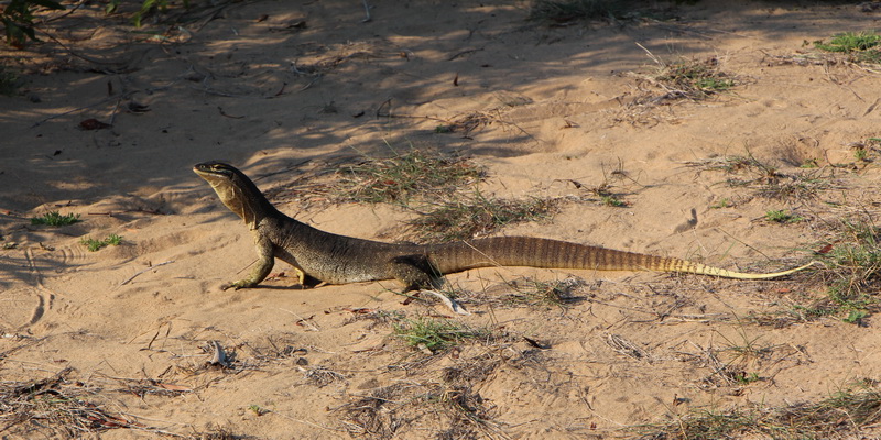 A goanna seen near the nesting site (© Tomo Eguchi / WWF-Aus)