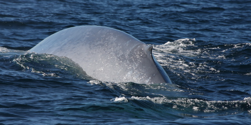 Blue whale swimming off the coast of Chile (© Francisco Viddi / WWF-Chile)