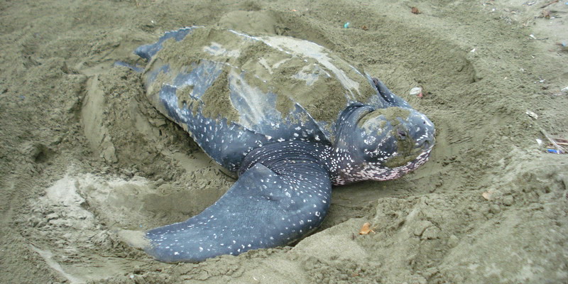 Leatherback nesting in Acandi (© WWF-Colombia)
