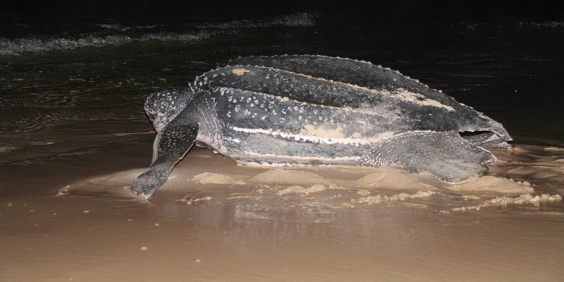 Leatherback heading to sea after nesting (© WWF-Gabon)