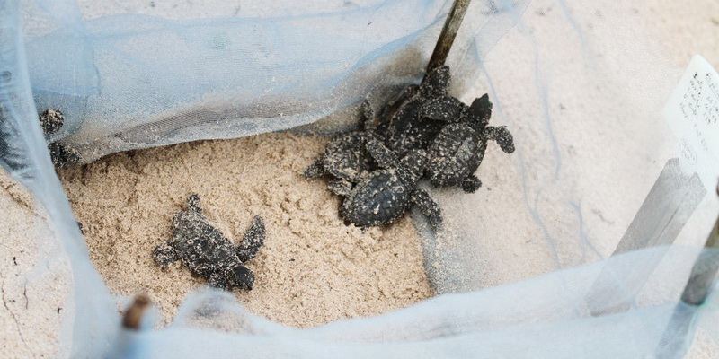 Olive ridley hatchlings ready to head out to sea after being born in a protected nest © WWF-Gabon)