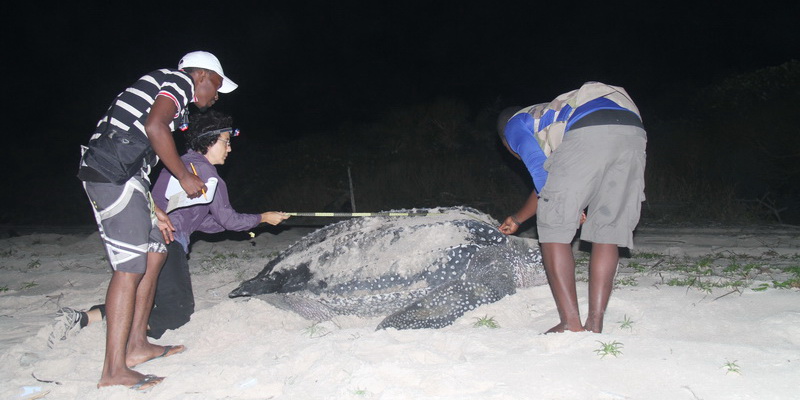 Turtle monitors measuring the biggest turtle of all, the leatherback (© WWF-Gabon)