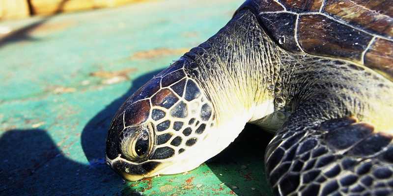 Green turtle on a boat deck after being released from a net (© Ayse Oruc / WWF-Turkey)